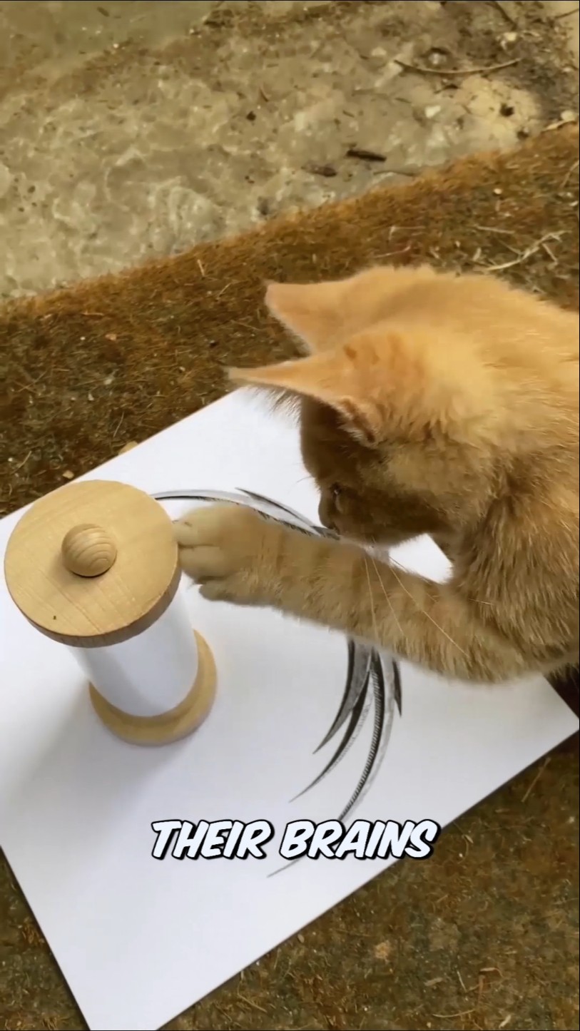 my cats vs cool fun optical illusion gadgets 😎 #shorts – YouTube