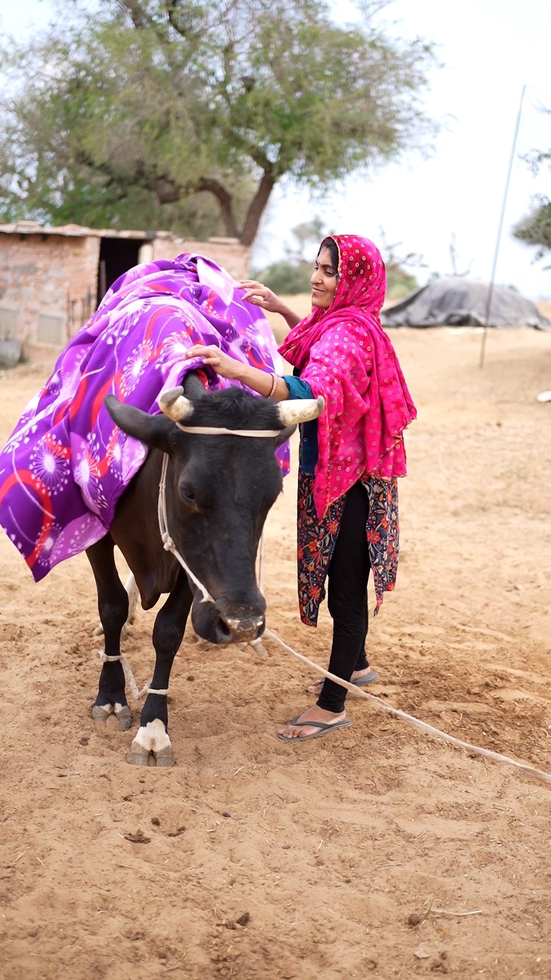 Rudra ki Cow 🐄 or winter problem #shorts #winter #cow #motivation – YouTube