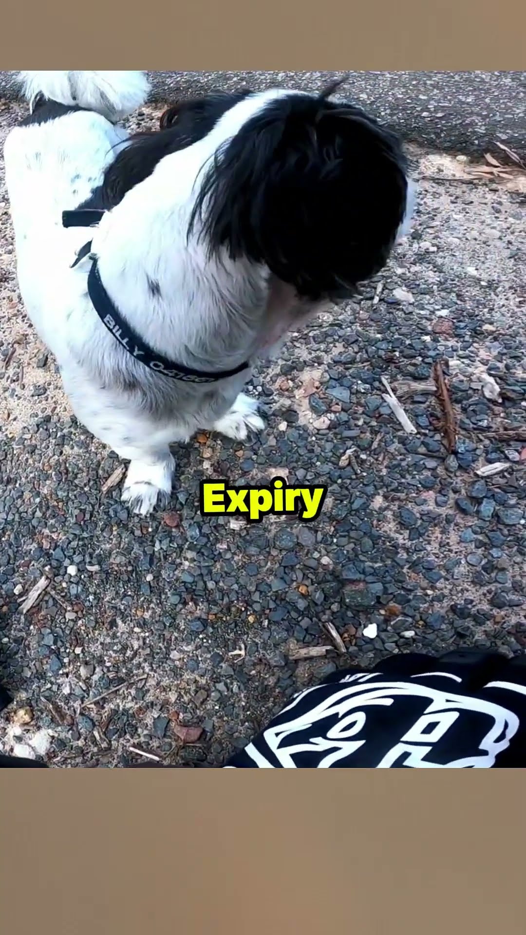 Biker Found Lost Puppy 😱#shorts – YouTube