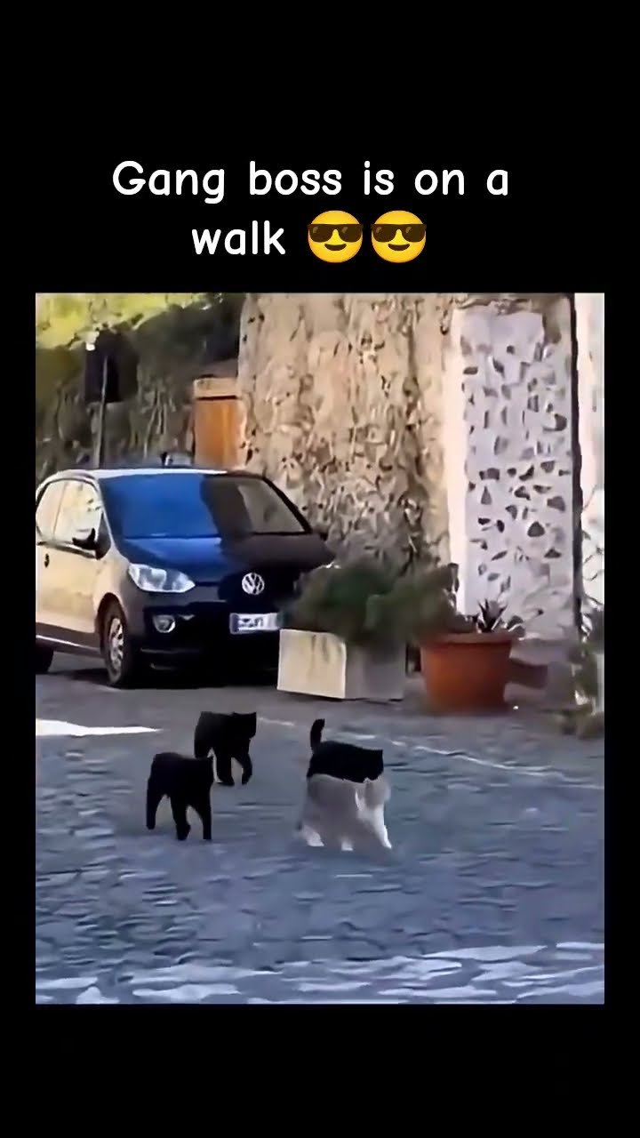 mafia gang boss is on a walk #animals #cat #viral #trending #shorts – YouTube