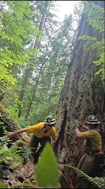 Failed tree removal moments funny video #shorts #treecutting #treeremoval #arborist – YouTube