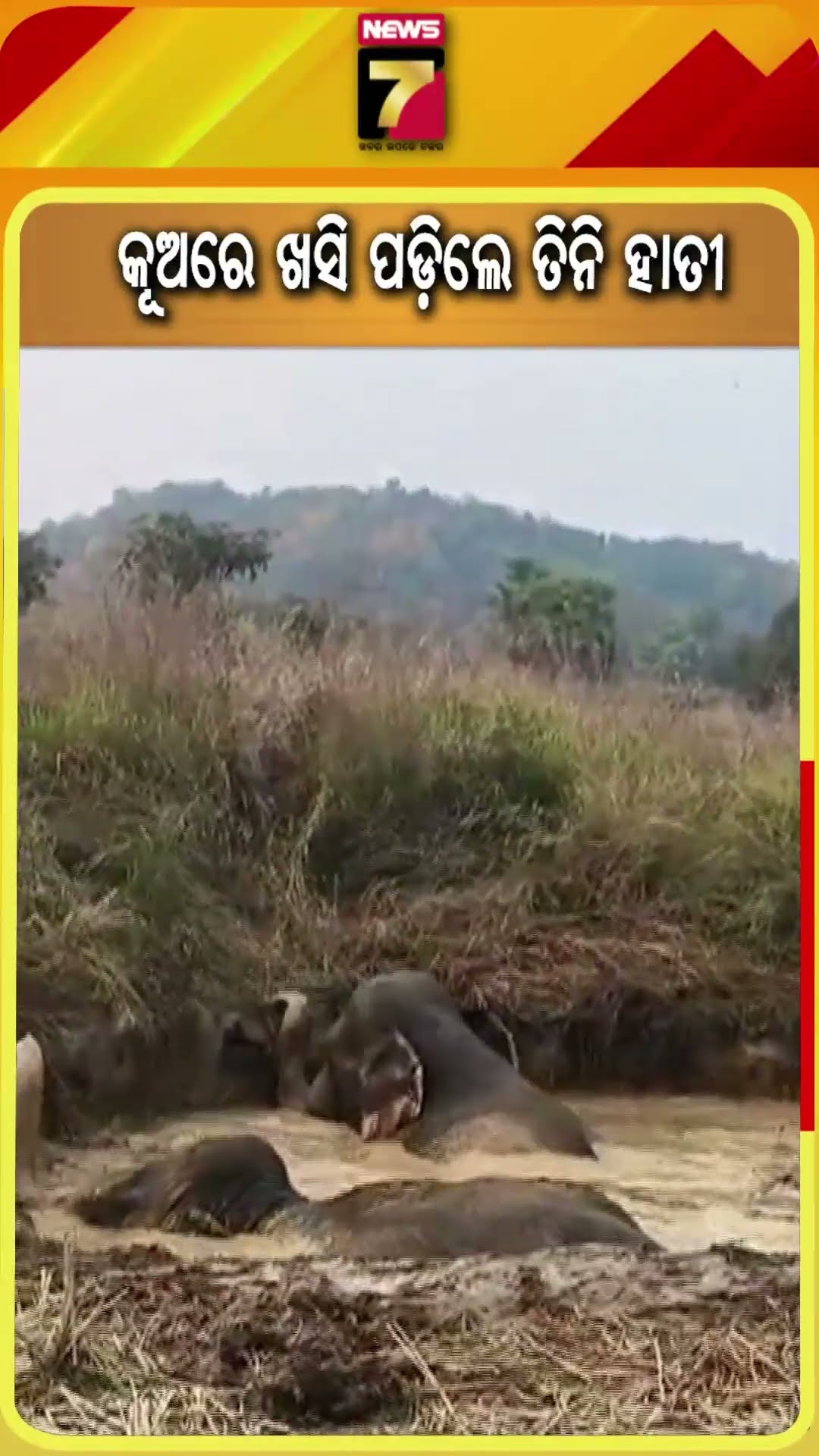 କୂଅରେ ଖସି ପଡ଼ିଲେ ୩ ହାତୀ #elephantrescue #debagarh #wildlifeprotection #shorts – YouTube
