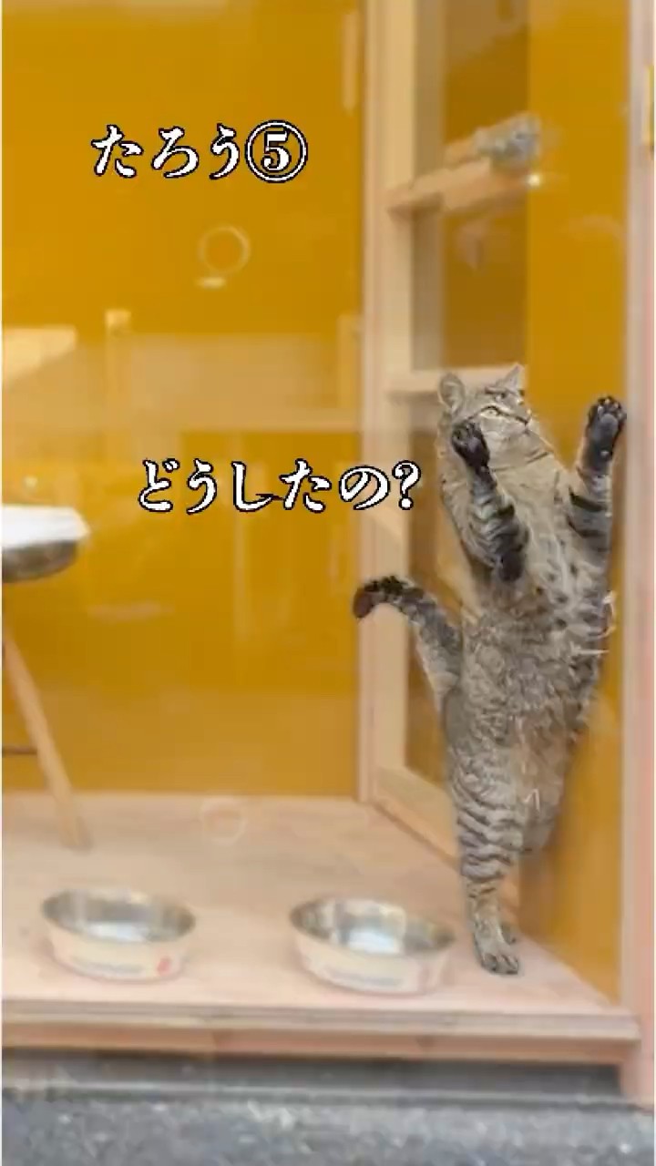 旅立ち【たろう⑤】#shorts – YouTube