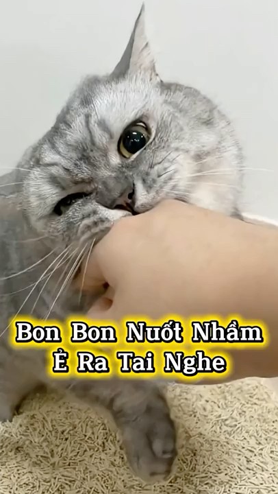 Chiếc Tai Nghe Xấu Số Trong Bụng Bon Bon 🎧🎼 #Shorts #ThuCung #ChoMeoDrama #meouo6868  #douyin – YouTube