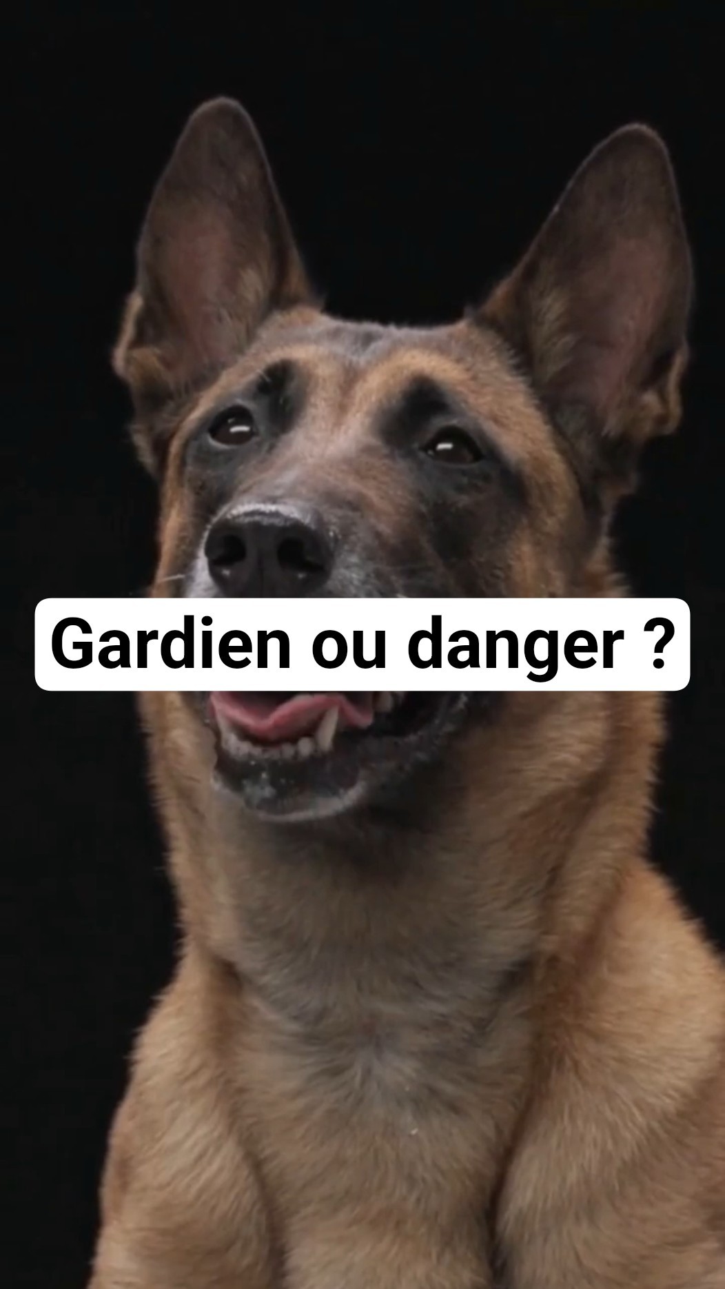 Malinois : Protection ou Agressivité ? #shorts #malinois #chien #protection #educationcanine – YouTube