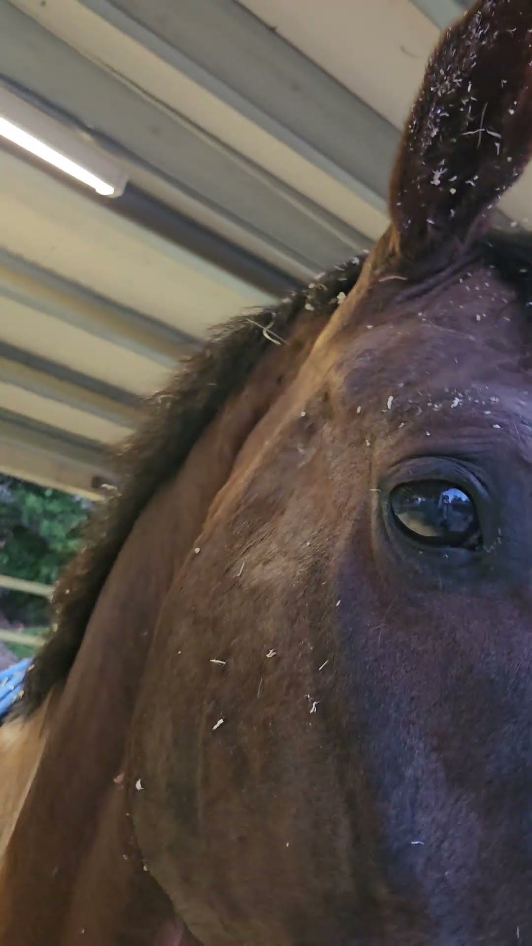Time To Brush All The Shavings 🐎 #shorts – YouTube