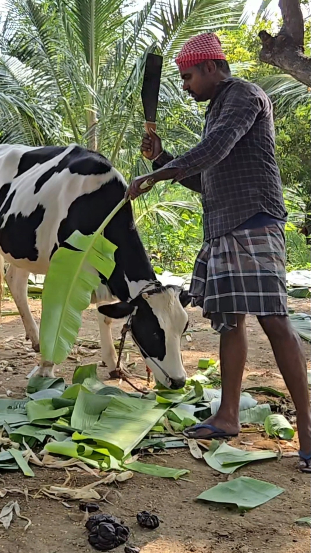 💥🐂 இன்று வாழை இலை மாடுகளுக்கான தீவனம் ‼️ #shivyatimes #shorts #shortvideo #trending #cow #viral – YouTube