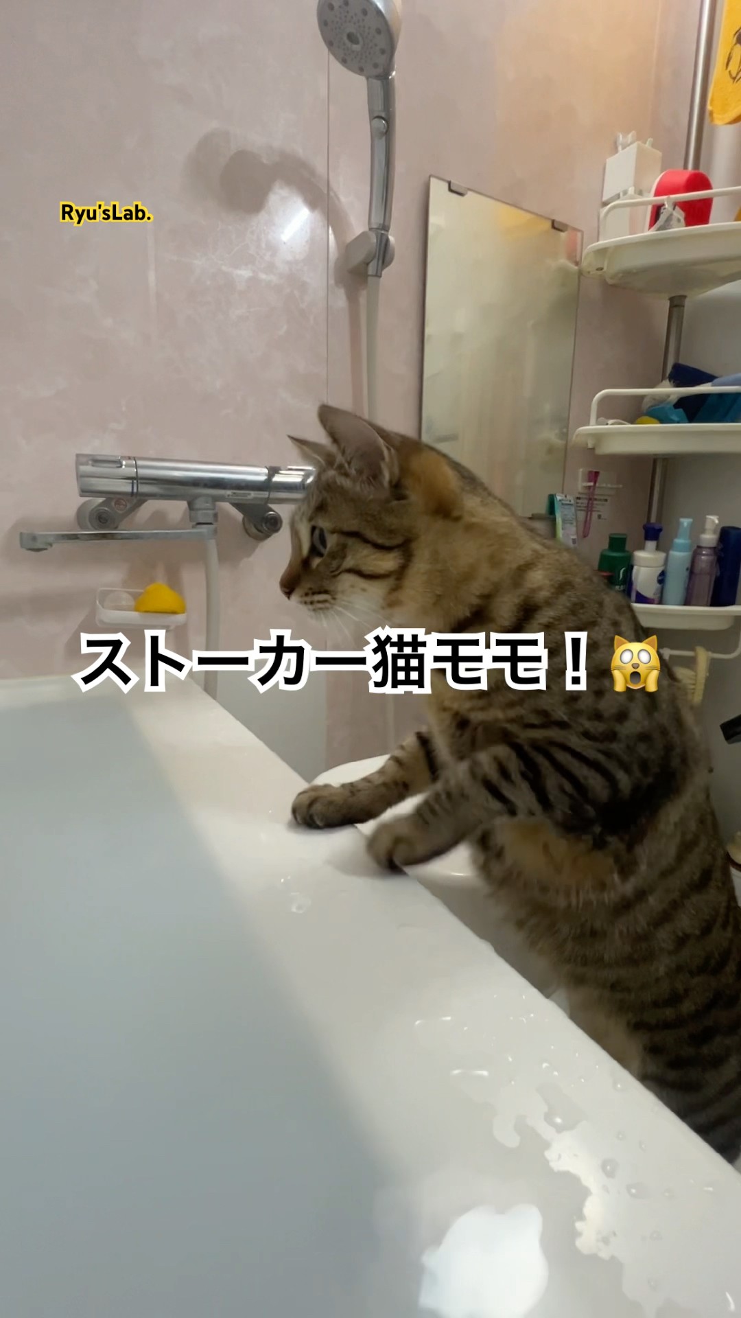 【猫動画】ストーカー猫モモ！🙀 #shorts #cat #保護猫 #猫のいる暮らし #キジトラ #ryuslab – YouTube