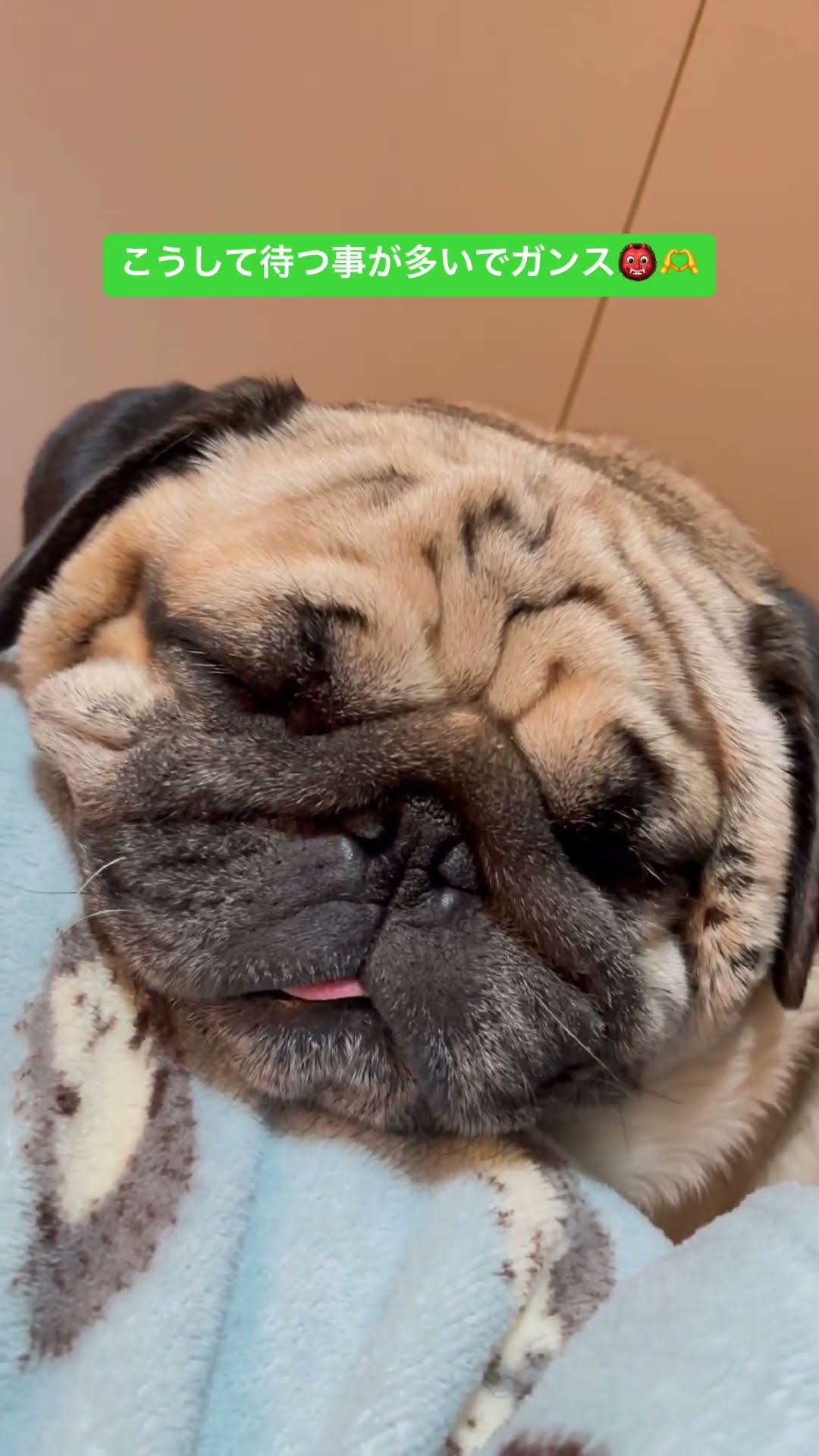 ドライヤー待ち。 #パグ #pug #ぱぐ #日常 #癒し #shorts #ショート #しょーと #犬のいる暮らし #犬のいる生活 #いぬ – YouTube