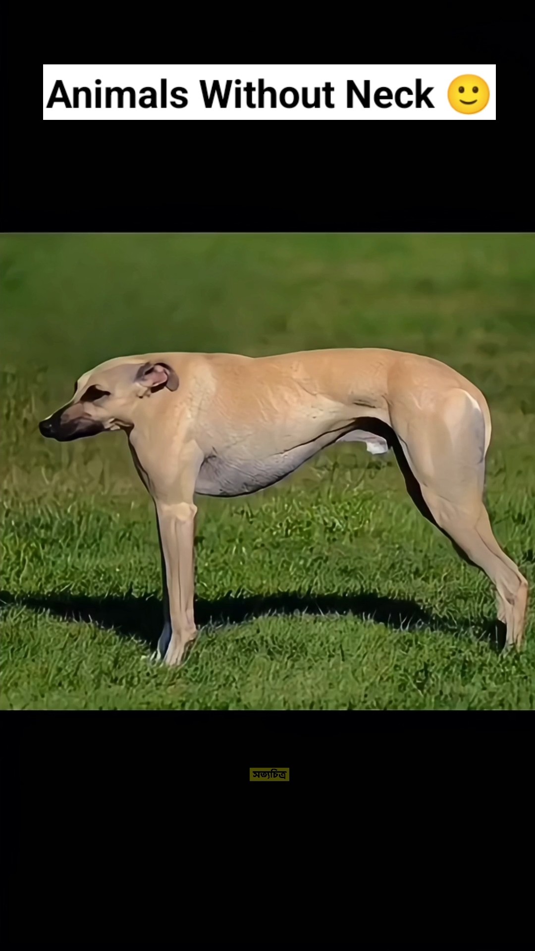 Animals Without Neck #shorts – YouTube