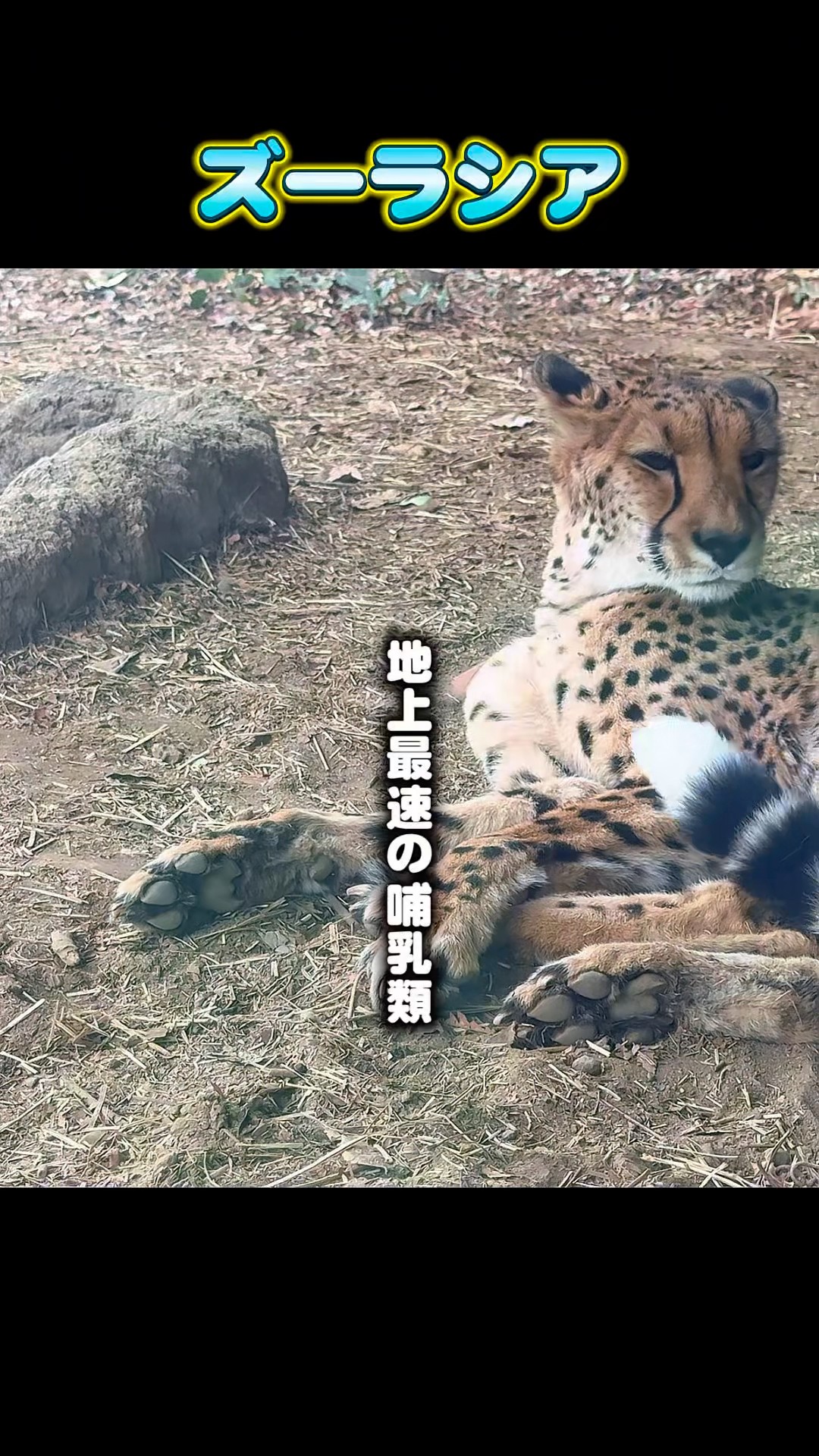 チーターの爪#shorts – YouTube