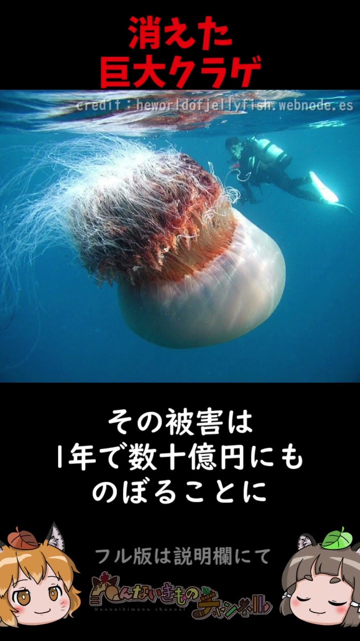 エチゼンクラゲはどこに消えたのか？ #shorts #へんないきものチャンネル  #タヌキ – YouTube