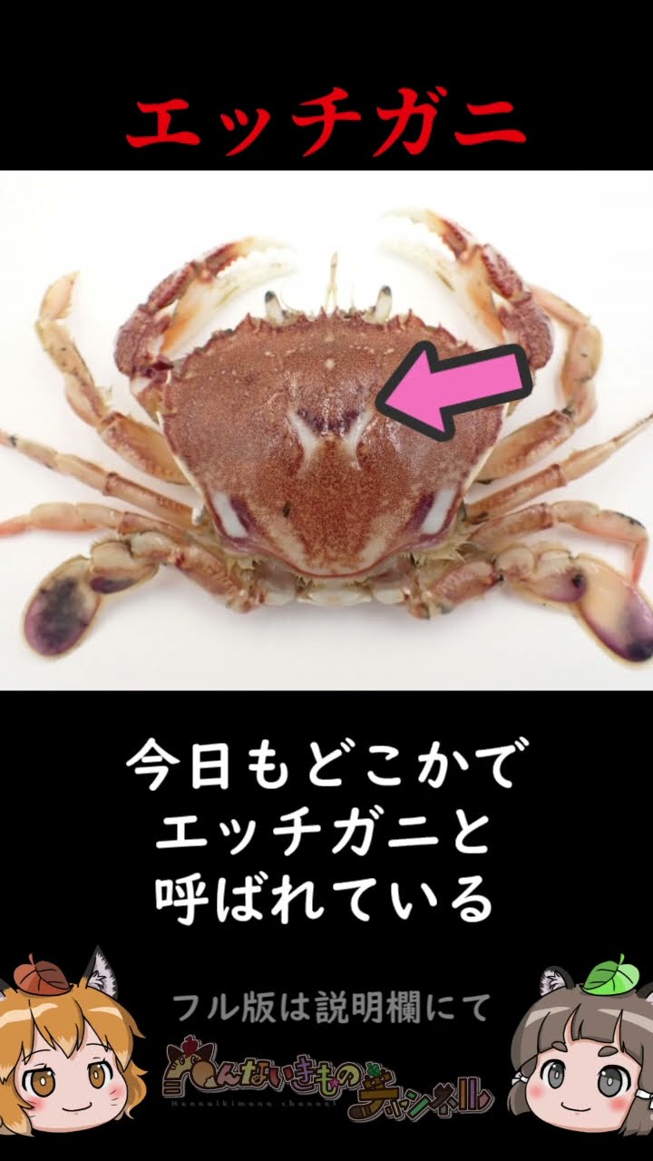 名前がエッッすぎる生き物3選 #shorts #へんないきものチャンネル – YouTube