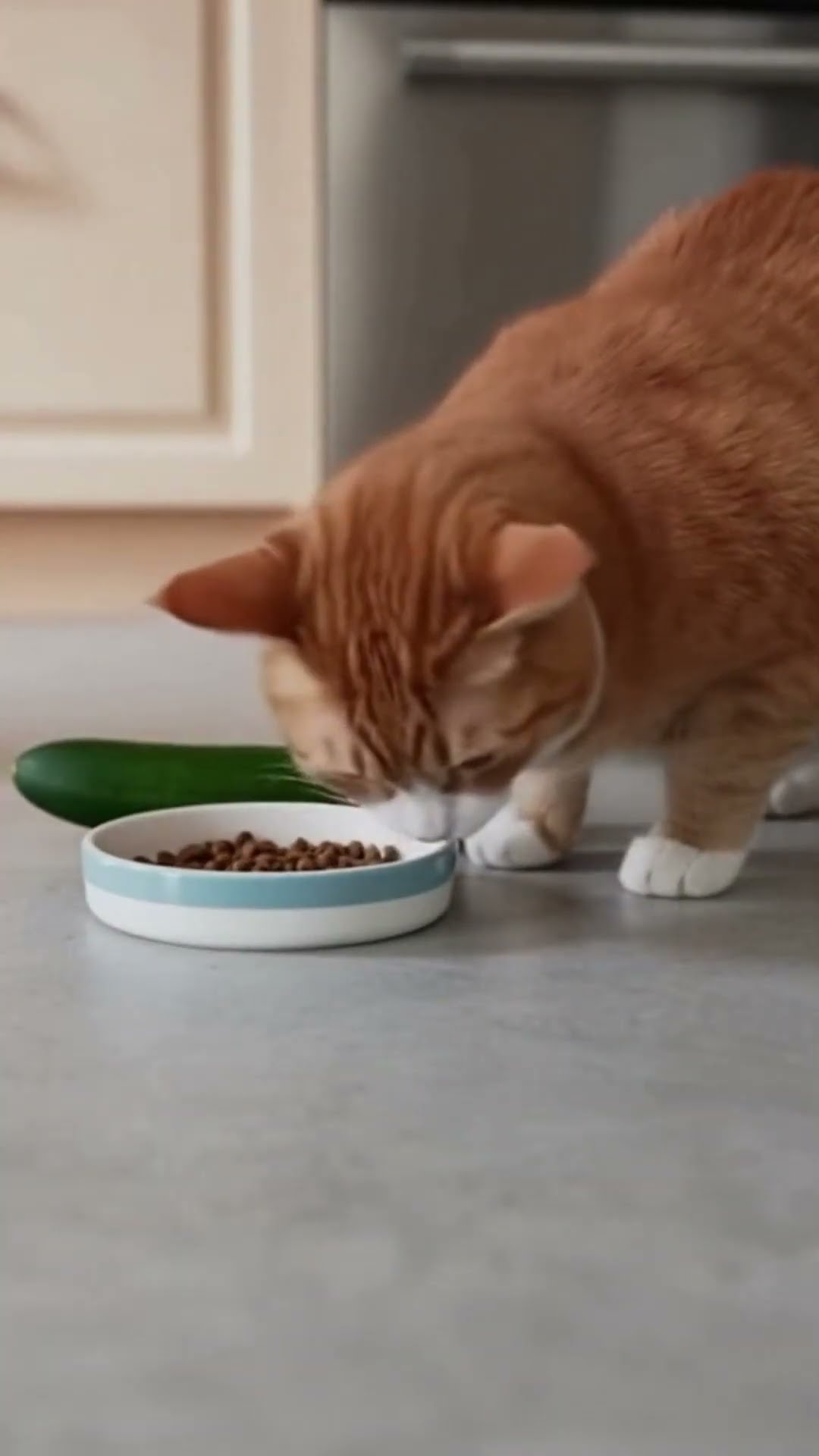 When cats meet their greatest enemy… the cucumber🥒🐱 #shorts – YouTube