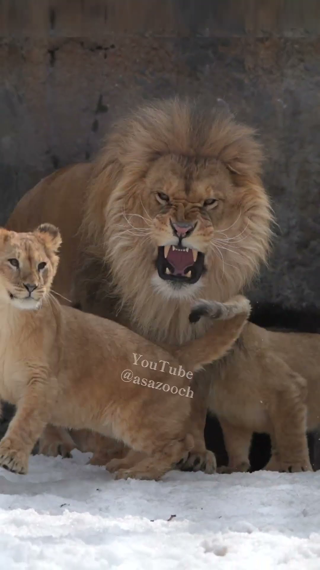 逃げろ！💨😹旭山動物園 #shorts #lion #cubs – YouTube