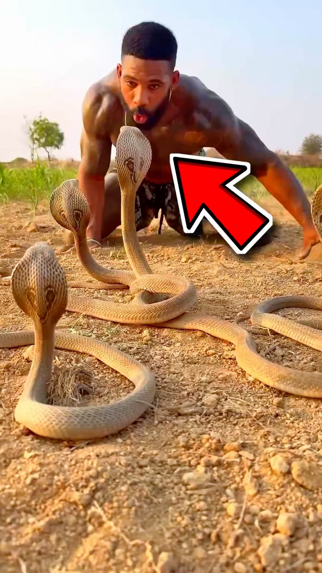 They Call Him the Son of a Cobra 😱🐍 #shorts – YouTube