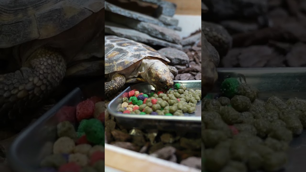 スイーツみたいなぺったんこのカメ #爬虫類 #reptiles #shorts #turtle #ふじぴこ – YouTube
