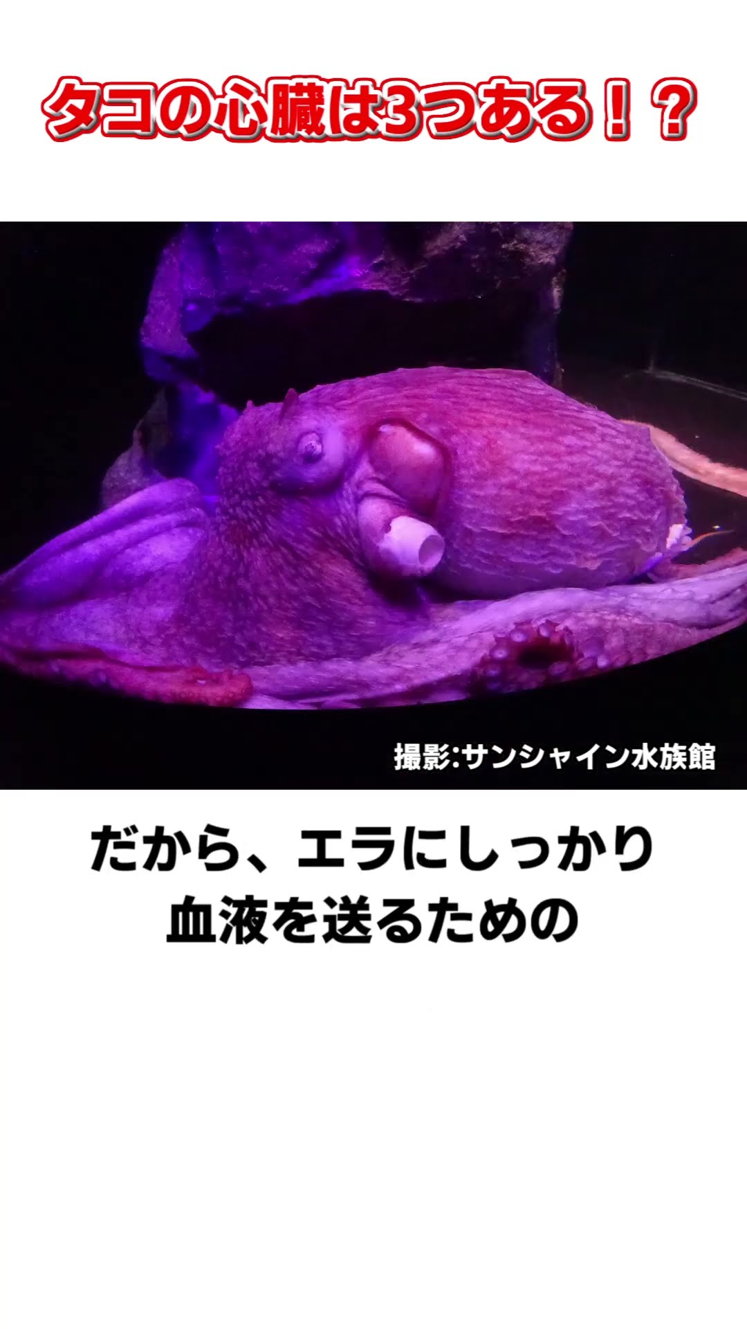 タコの心臓は3つある！？ #水族館 #shorts #雑学 – YouTube