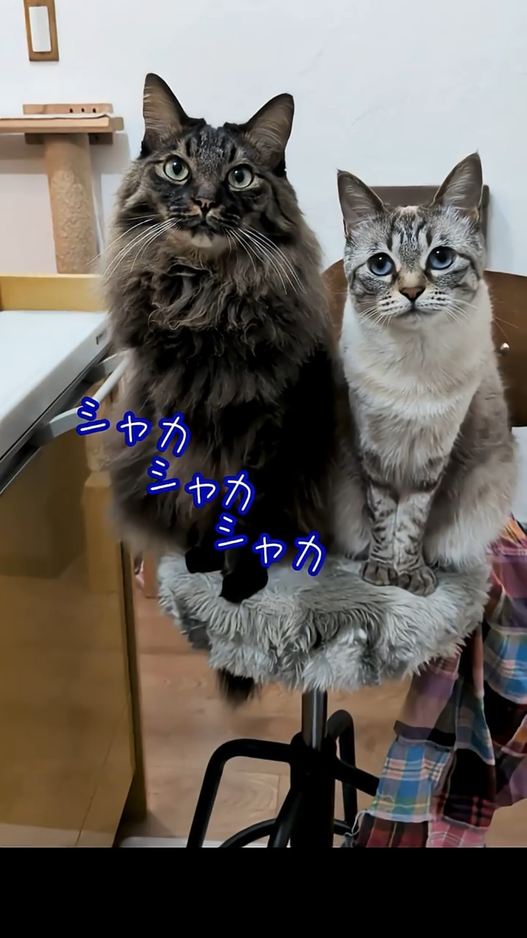 猫の写真撮影は一苦労#682 #shorts #写真撮影 #猫 #ねこのいる暮らし #cat – YouTube