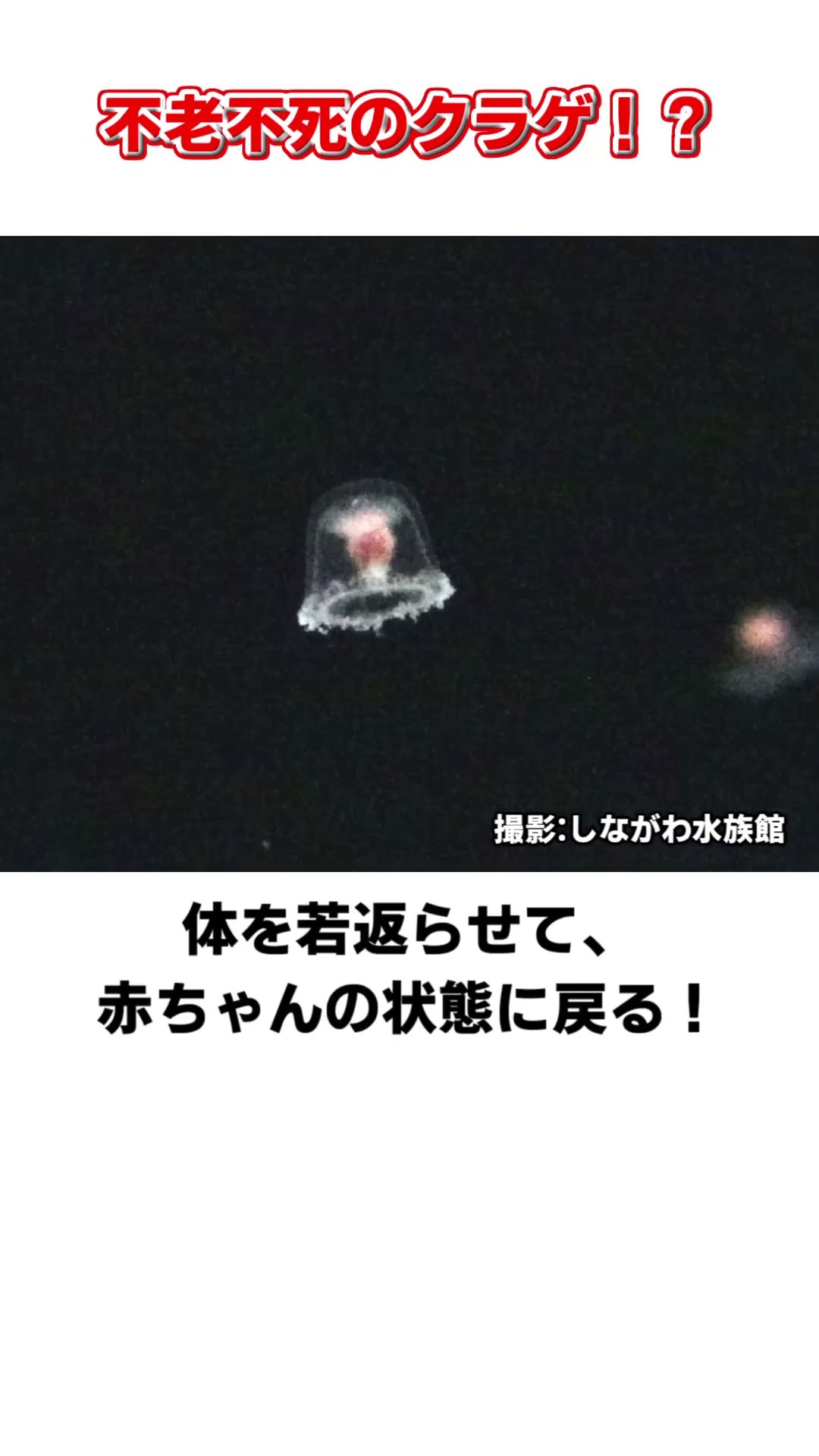 不老不死のクラゲ！？ #水族館 #shorts #雑学 – YouTube