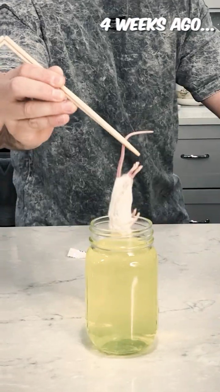 REAL Mouse vs Mountain Dew!! *30 DAYS* 😱 #shorts #mountaindewmouse #mouse #mountaindew – YouTube
