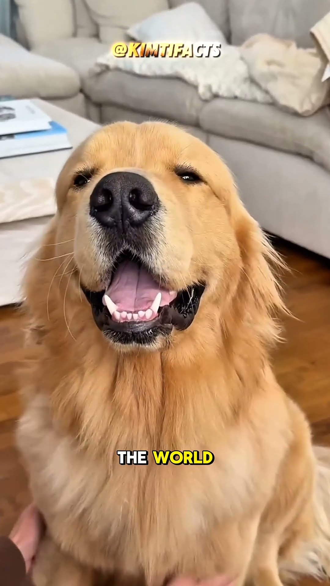 The World's Worst Guard Dog And He's Proud Of It #shorts #dogs #unitedstates – YouTube
