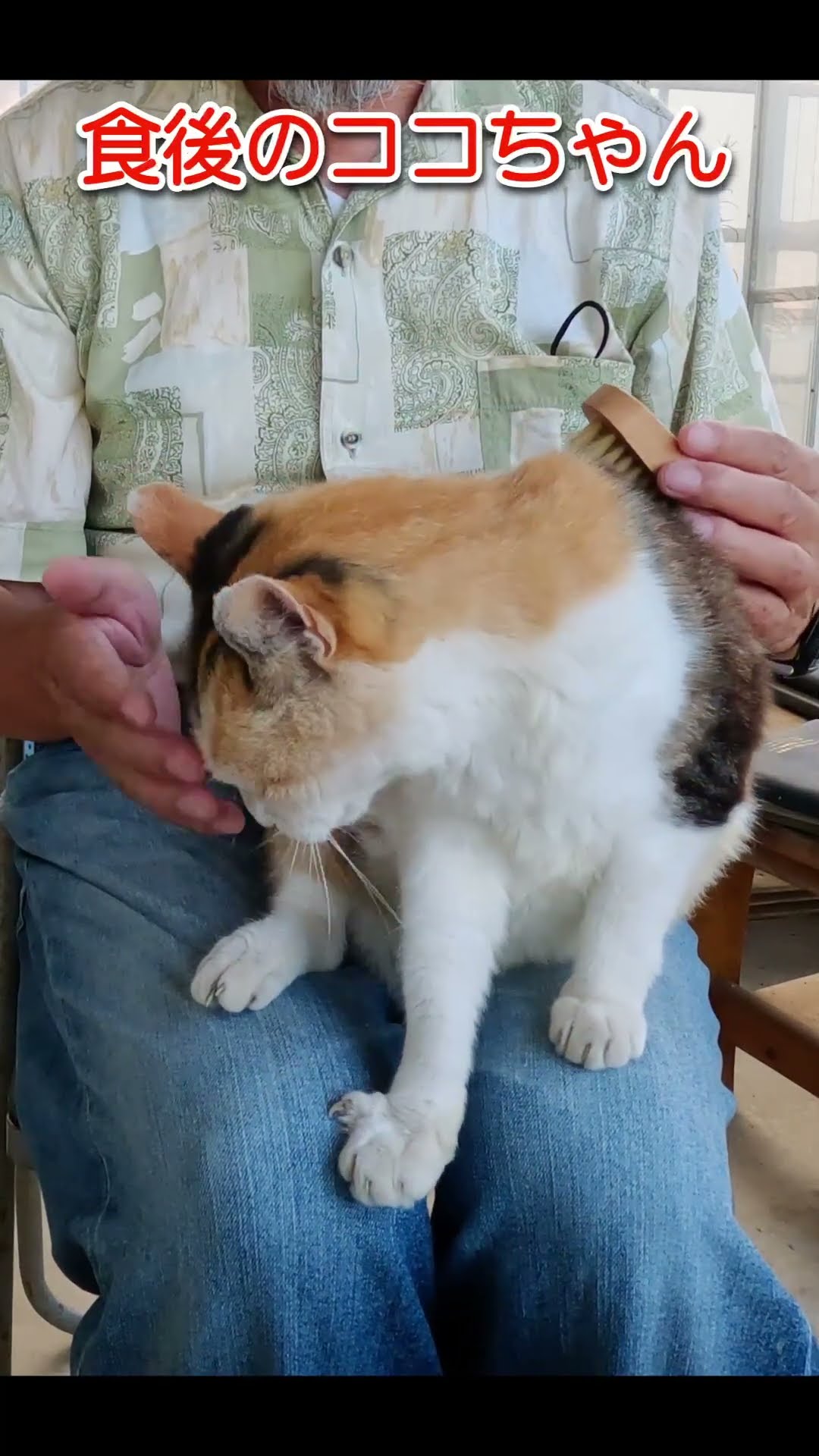 野良猫ココちゃん23820s2 #三毛猫 #shorts – YouTube