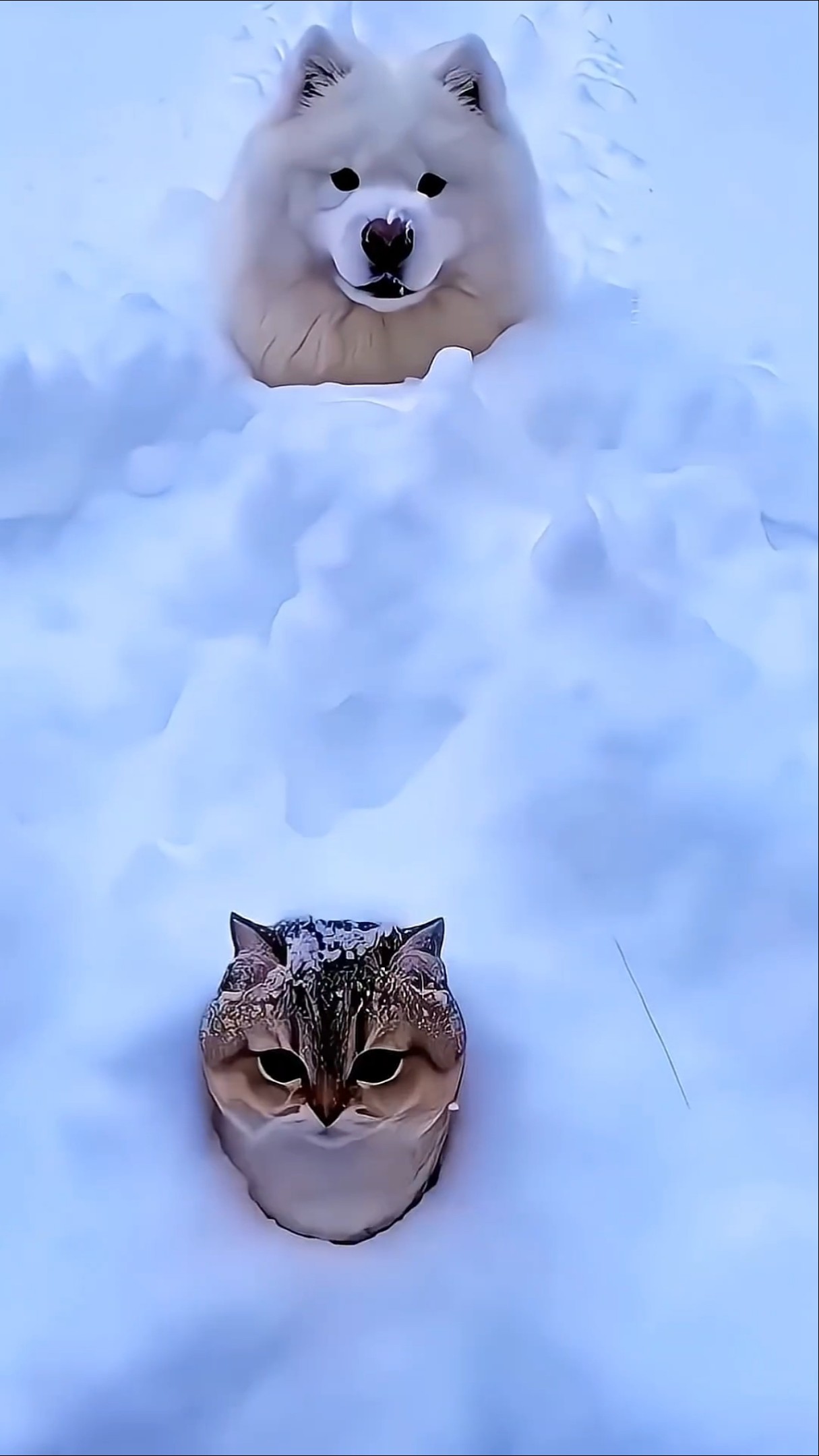 Dog vs Cat Funniest Game Ever 😂🐶🐱 #shorts – YouTube